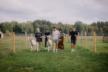 Ladda upp bild till gallerivisning, En promenad med alpackor