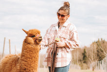 Ladda upp bild till gallerivisning, En promenad med alpackor