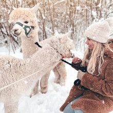 Ladda upp bild till gallerivisning, En promenad med alpackor