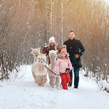 Ladda upp bild till gallerivisning, En promenad med alpackor
